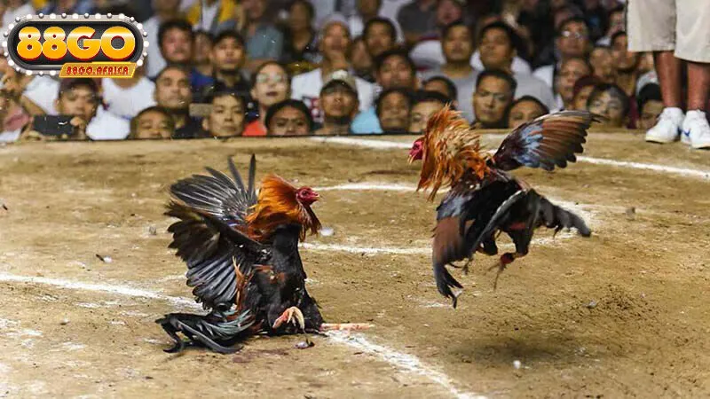 Đá Gà 88GO Có Uy Tín Không?